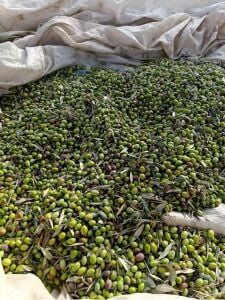 Milas Yağlı Zeytini (5 kg)